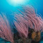 Tauchschule Hannover - Tauchverein Hannover. Meeresbiologie Hannover Lakediver Hannover CMAS Hannover OWD Kurs Hannover Daniel Link